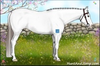 Horse Color:Liver Chestnut Appaloosa