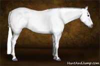 Horse Color:Gray Bay Sabino Appaloosa Rabicano 