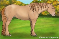 Horse Color:Gold Champagne 