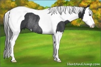 Horse Color:Black Splash Tobiano Rabicano 