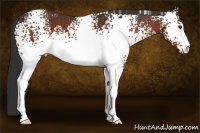 Horse Color:White Spotted Bay Sabino