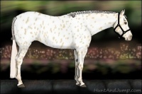 Horse Color:Palomino Roan Dun Sabino Blanket 