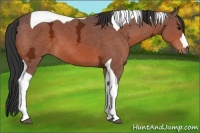 Horse Color:Bay Ice Tobiano 
