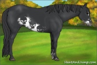 Horse Color:Black Sabino Frame