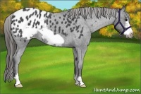 Horse Color:Blue Roan Frame Appaloosa 