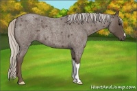 Horse Color:Silver Blue Roan 