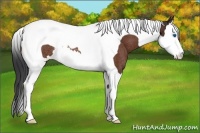 Horse Color:Bay Splash Tobiano Rabicano