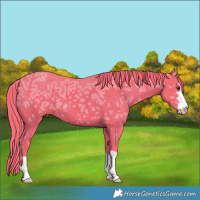 Horse Color:Watercolor Liver Chestnut Ice 