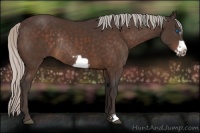 Horse Color:Silver Bay Frame Rabicano 