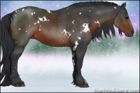 Horse Color:White Spotted Brown 