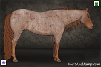 Horse Color:Red Roan 