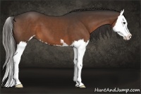 Horse Color:Liver Chestnut Sabino Splash