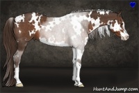 Horse Color:White Spotted Liver Chestnut Sabino 