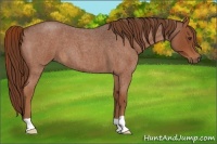 Horse Color:Red Roan 