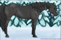 Horse Color:Black Sabino 