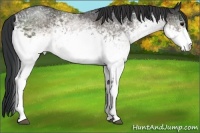 Horse Color:White Spotted Brown 