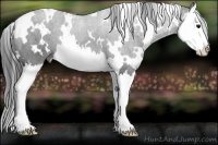Horse Color:White Spotted Smoky Black Splash 