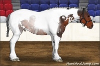 Horse Color:White Spotted Brown Tobiano 