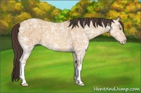 Horse Color:Amber Champagne Ice 