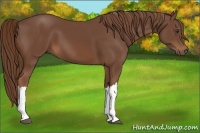 Horse Color:Chestnut 
