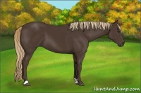 Horse Color:Liver Chestnut Frame 