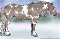 Horse Color:White Spotted Silver Black Rabicano 