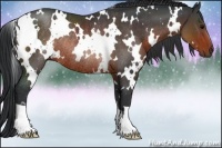 Horse Color:White Spotted Brown Rabicano