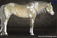 Horse Color:White Spotted Chocolate Palomino Splash