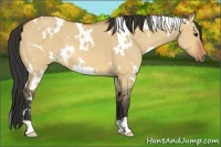 Horse Color:White Spotted Bay Dun