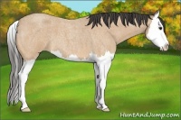 Horse Color:Buckskin Roan Splash 