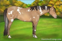 Horse Color:White Spotted Amber Champagne 