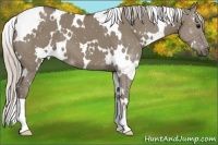 Horse Color:White Spotted Silver Grullo 