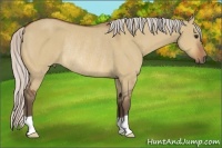 Horse Color:Silver Bay Dun Rabicano