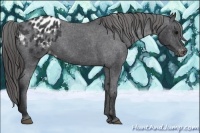 Horse Color:Black Appaloosa