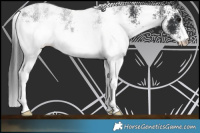 Horse Color:White Spotted Black Rabicano 