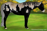 Horse Color:Bay Splash Rabicano