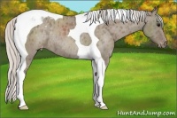 Horse Color:Silver Grullo Tobiano Appaloosa Rabicano 