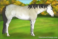 Horse Color:Buckskin Ice Splash Rabicano