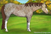 Horse Color:Chestnut Ice 