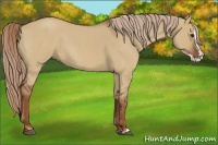Horse Color:Red Dun Roan Splash