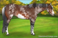 Horse Color:White Spotted Bay Sabino Frame 