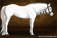 Horse Color:Palomino Ice Appaloosa 