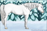 Horse Color:White Spotted Liver Chestnut Splash Appaloosa 