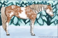 Horse Color:White Spotted Chestnut Sabino Frame