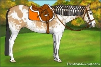 Horse Color:White Spotted Bay Dun 