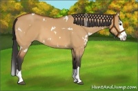 Horse Color:White Spotted Bay Dun Splash 