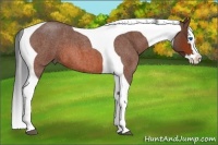Horse Color:Bay Roan Splash Tobiano