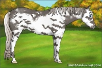 Horse Color:Silver Black Splash Frame