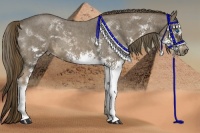 Horse Color:Liver Red Roan Sabino Splash Frame 