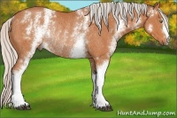 Horse Color:White Spotted Silver Bay Rabicano